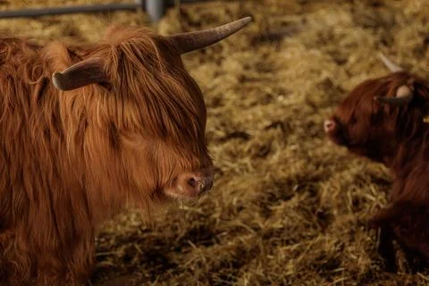 Highland Cattle in Barn Setting with Straw Bedding Stock Photos