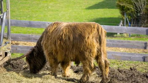 Highland Cattle-bos taurus Foto stock
