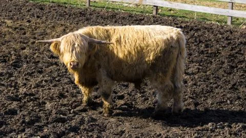 Highland Cattle-bos taurus Stock Photos