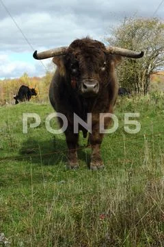 Highland cattle bull in a sunny field.JPG Stock Photos