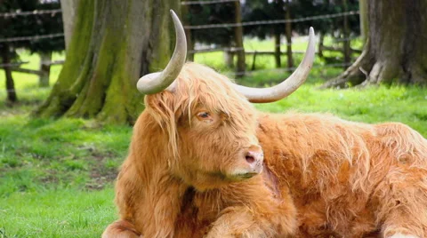 Highland Cattle Close up Stock Footage 42785887