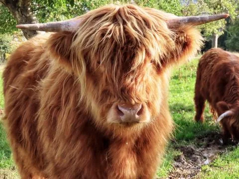 Highland cattle close up Stock Photos