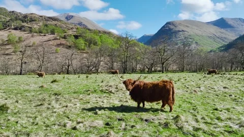 Highland Cattle from a drone, Scottish breed of rustic cattle, Scotland, UK Stock Footage 308882205