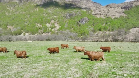Highland Cattle from a drone, Scottish breed of rustic cattle, Scotland, UK 스톡 동영상 308882235