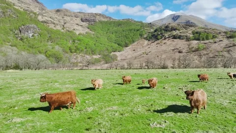 Highland Cattle from a drone, Scottish breed of rustic cattle, Scotland, UK Stockbeeldmateriaal 308882279
