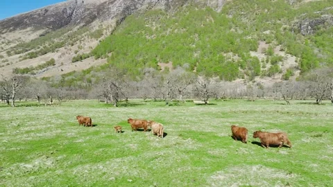 Highland Cattle from a drone, Scottish breed of rustic cattle, Scotland, UK Stock Footage 308882289
