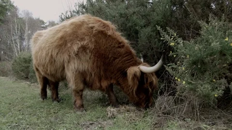 Highland Cattle eating 動画素材 260813792