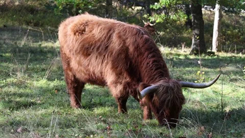 Highland cattle eating grass. Stock Footage 296822076