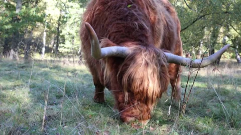 Highland cattle eating grass. Stock Footage 296822118