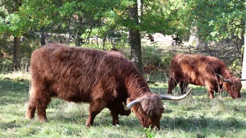 Highland cattle eating grass. Stock Footage 296822122