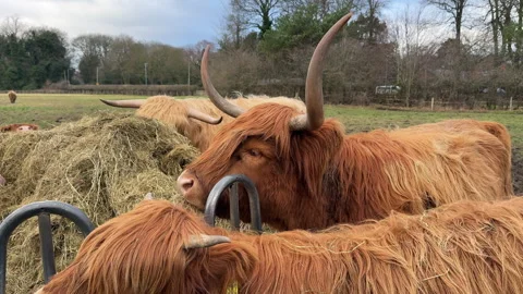 Highland cattle eating straw Vidéo 301685582