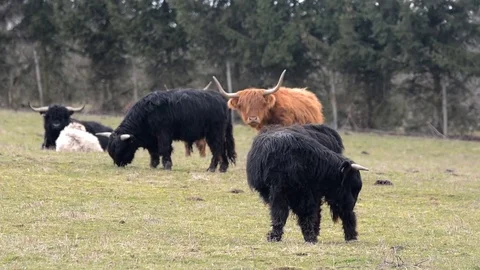 Highland cattle on a farm. Stock Footage 73761434