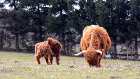 Highland cattle on a farm. Stock Footage 73761437
