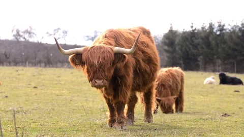Highland cattle on a farm. Stock Footage 73761445