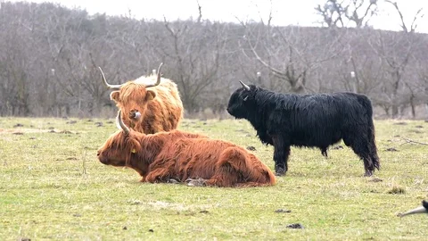 Highland cattle on a farm. Stock Footage 73761451