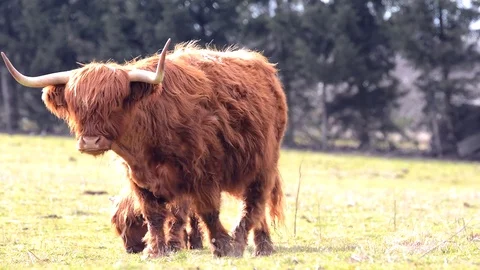 Highland cattle on a farm. Stock Footage 73761458