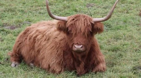Highland cattle Stock Footage 8924500
