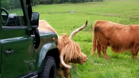 Highland Cattle Stock Footage 78350306