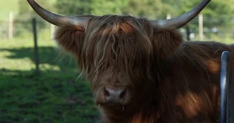 Highland cattle Video stock 101344675