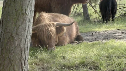 Highland cattle Stock Footage 159475086