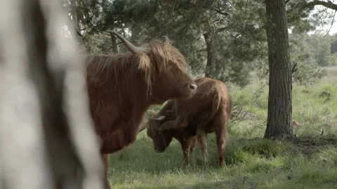 Highland cattle Stock Footage 159475324