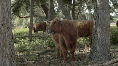 Highland cattle Stock Footage 159475335