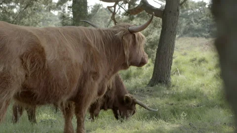 Highland cattle Stock Footage 159475380