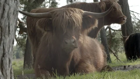 Highland cattle Stock Footage 159475412