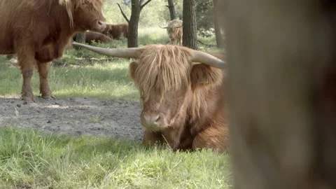 Highland cattle Stock Footage 159475435
