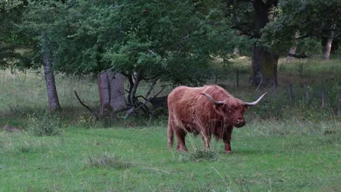 Highland cattle Stock Footage 256106354