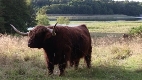 Highland cattle. Stock Footage 256106468