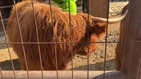Highland cattle Stock Footage 346489780