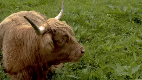 Highland cattle 库存影片 346704745