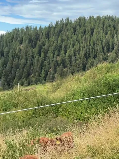 Highland Cattle Grazing on Alpine Meadow Stock Footage 340869862