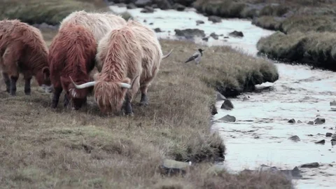 Highland Cattle Grazing at Dusk Stock Footage 80209092