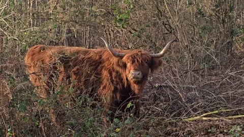 Highland cattle grazing at hothfield . Stock Footage 260233776