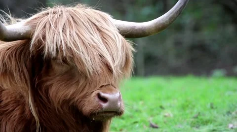 Highland Cattle Head Close Up,  Stock Footage 58680639