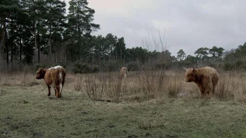 Highland Cattle Herd Stock Footage 260813509