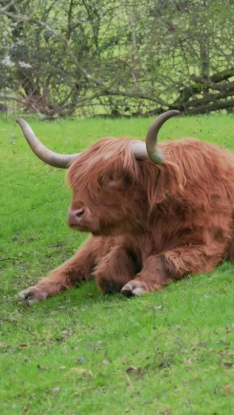 Highland Cattle Laying Down in a Field Stock Footage 342039608