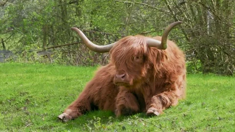 Highland Cattle Laying Down in a Field Stock Footage 342040163
