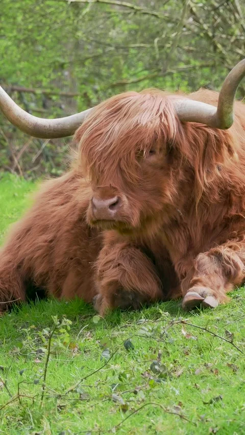 Highland Cattle Laying Down in a Field Stock Footage 342040444