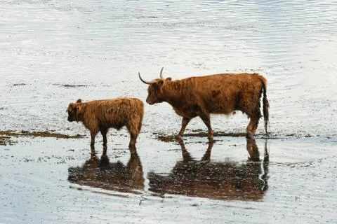 Highland Cattle at Ledaig Stock Photos