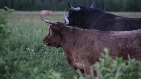 Highland cattle look on Stock Footage 65044993