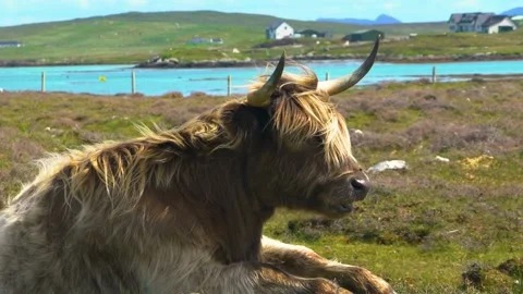 A Highland Cattle is Looking at the Camera While Chilling, Long Footage Stock Footage 157827538