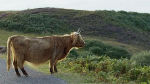 Highland cattle looking at the lawn Stock Footage 219502559