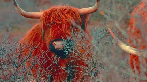 Highland cattle looking through thorny dry bushes on cold winter day Stock Footage 345484695
