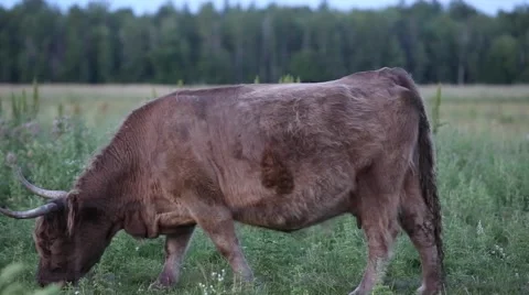 Highland cattle looks at camera Stock Footage 65045147