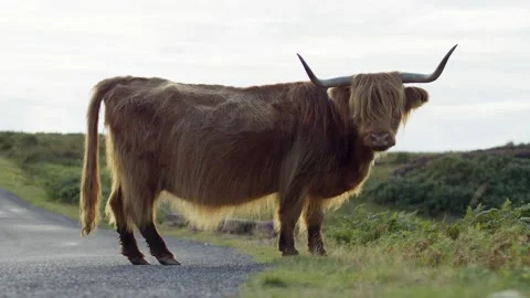 Highland cattle looks at the camera Stock Footage 219503175