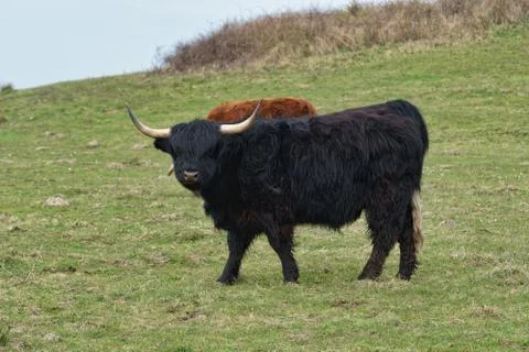 Highland cattle on the meadow Stock Photos
