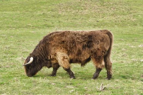 Highland cattle on the meadow Stock Photos